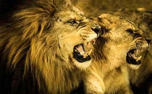 ��������ʨ�������ۺ��