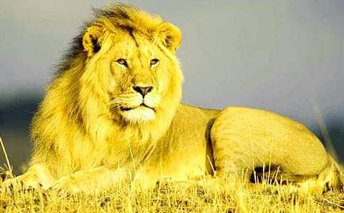 ��ʨ�������ۺ�кϼ�15ƪ