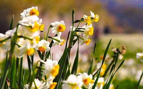 �ҵ�ֲ������ˮ�ɻ����꼶�²�����ͨ��