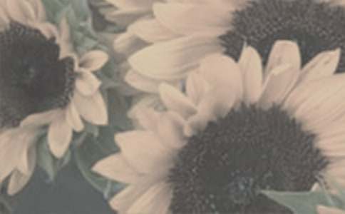 ̫����������10ƪ