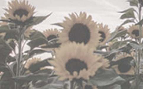 ����ѡ��̫����������5ƪ