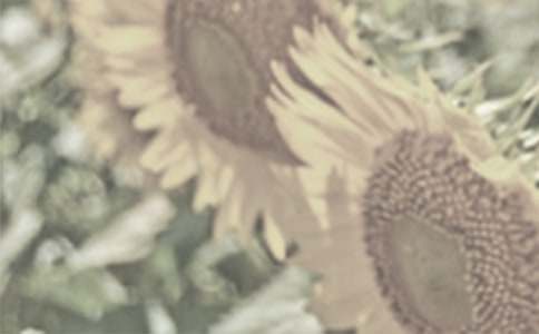 【精选】太阳花作文三篇