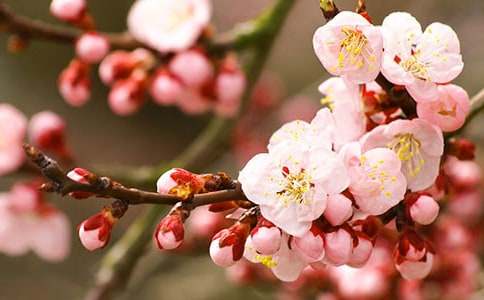 �����š����꼶�һ����ĺϼ�ʮƪ