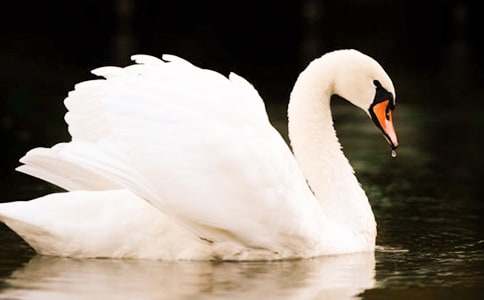 ��Ұ��졷�����