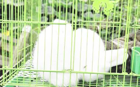 ��ѡ���꼶�������Ľ���9ƪ