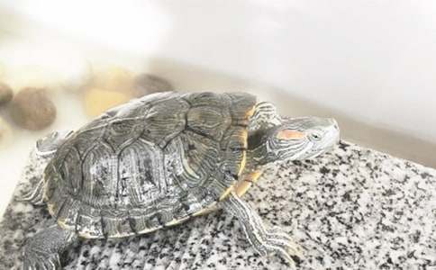 С�ڹ���꼶���ĺϼ�10ƪ