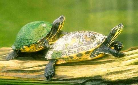 小乌龟的作文500字