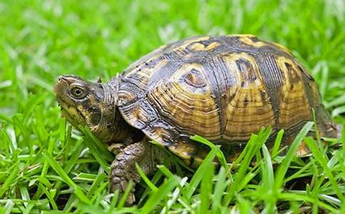 我的动物朋友乌龟作文(经典)