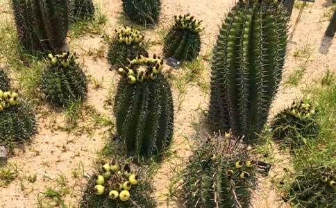 ���������꼶����