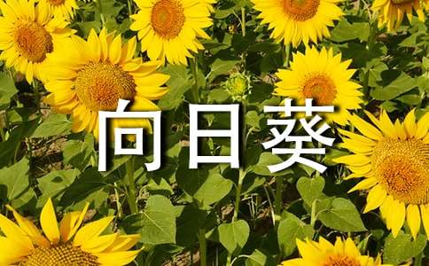 精选向日葵四年级作文汇编10篇