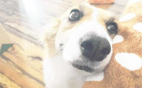 三年级小狗作文(热门)