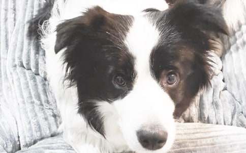 精选《可爱的小狗》作文500字3篇