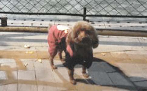 【推荐】小狗的作文500字三篇