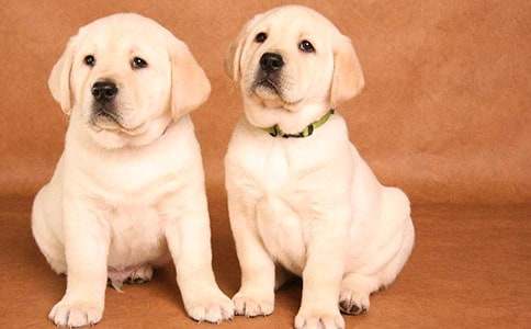 关于小狗作文500字集合十篇