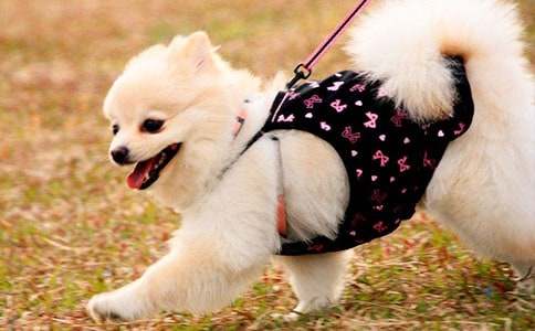 可爱的小狗二年级作文(15篇)