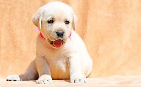 有关我家小狗作文500字汇编7篇