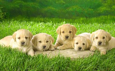 我家小狗作文500字集合七篇