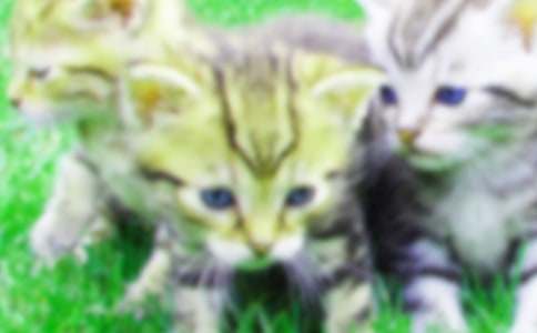 二年级我家的小猫作文汇编7篇