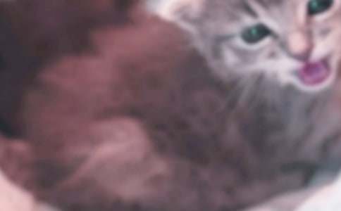 关于可爱的小猫的作文500字六篇