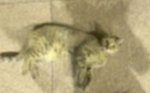 【精品】三年级小猫的作文汇总九篇