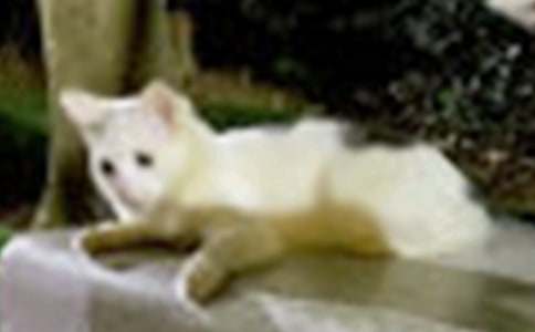 【推荐】三年级小猫的作文300字7篇