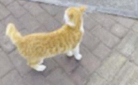 ʵ�õ����꼶Сè������300�ּ���5ƪ