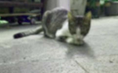 【精华】二年级我家的小猫作文四篇