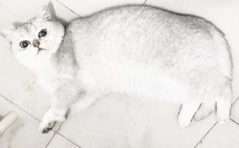 二年级可爱的小猫作文锦集五篇