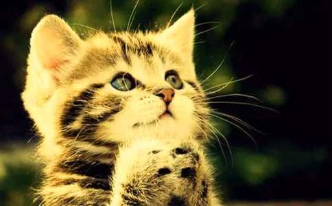 二年级我家的小猫作文300字六篇