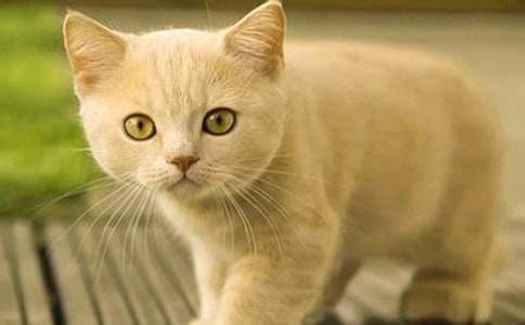 小猫咪作文500字三篇