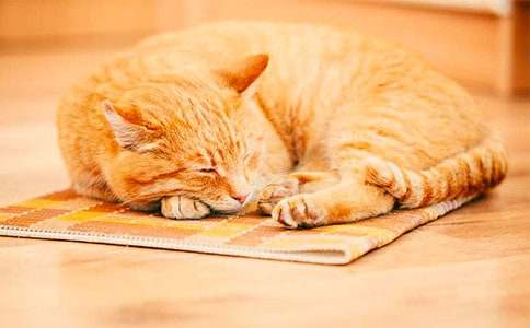 二年级我家的小猫作文汇总9篇