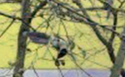 我的动物朋友小鸟作文