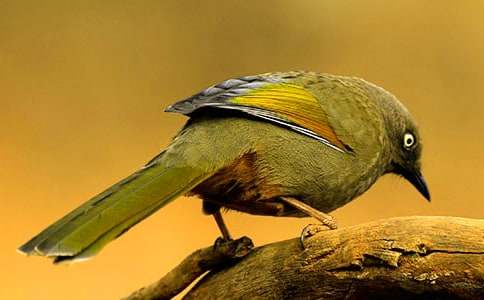 ��������һֻС�����꼶����300�֣���ѡ73ƪ��