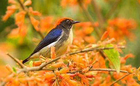 带扫帚的小鸟阅读答案