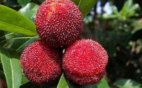 实用的杨梅作文300字