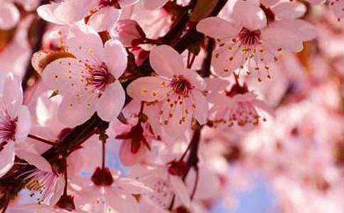 ������дӣ����������ƪ