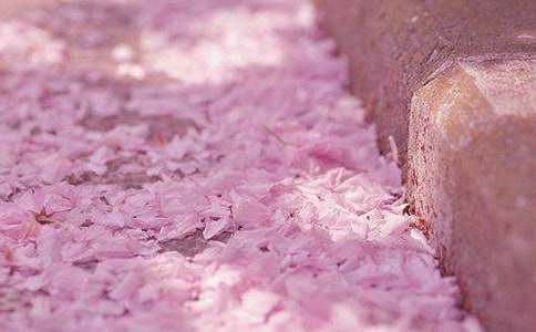 美丽的樱花作文三年级