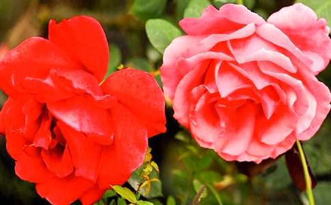 月季花作文三年级