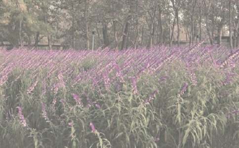 ��ֲ��԰��������ͨ��