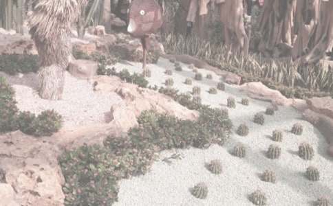 ������ֲ��԰����500��