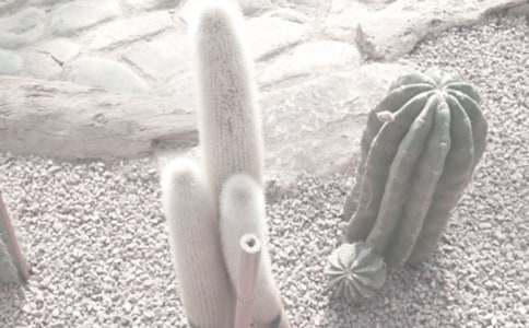 �����ֲ��԰���ľ���15ƪ