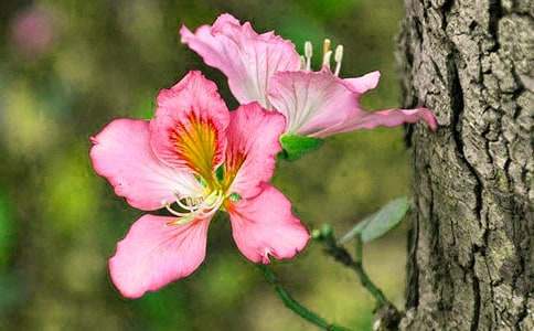 (热)紫荆花作文