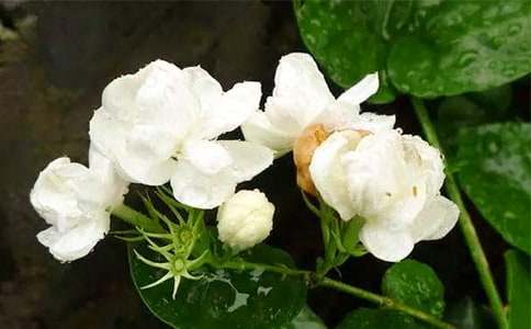 ��������(��ѡ15ƪ)