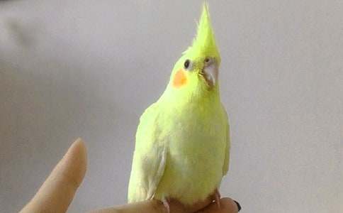 我的动物朋友鹦鹉作文15篇【合集】