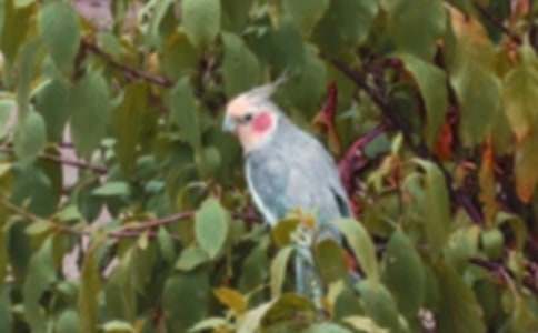 �ҵĶ�������С��������