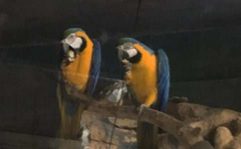 鹦鹉鱼作文精品(2篇)