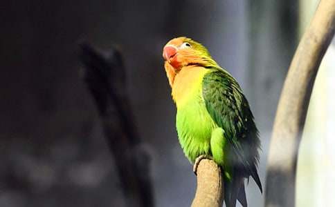 鹦鹉动物作文精华(15篇)